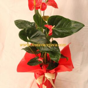 Anturium u posudi (šifra110St)