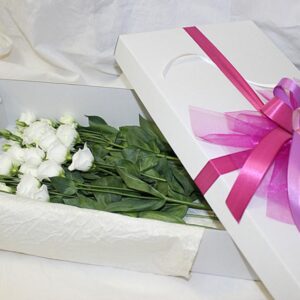 Lizijantusi u kutiji (764 St)