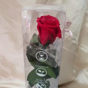 Trajna ruža crvena ( 952 St)