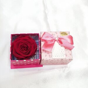 Trajna ruža u flower boxu  (SCr 953 St)