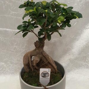 Bonsai stablo (1015 St)