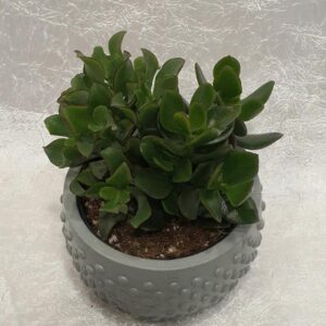 Krasula lončanica (1016 St)