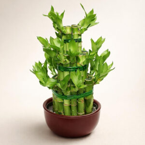 Lucky Bamboo /nedostupno/ AI 1